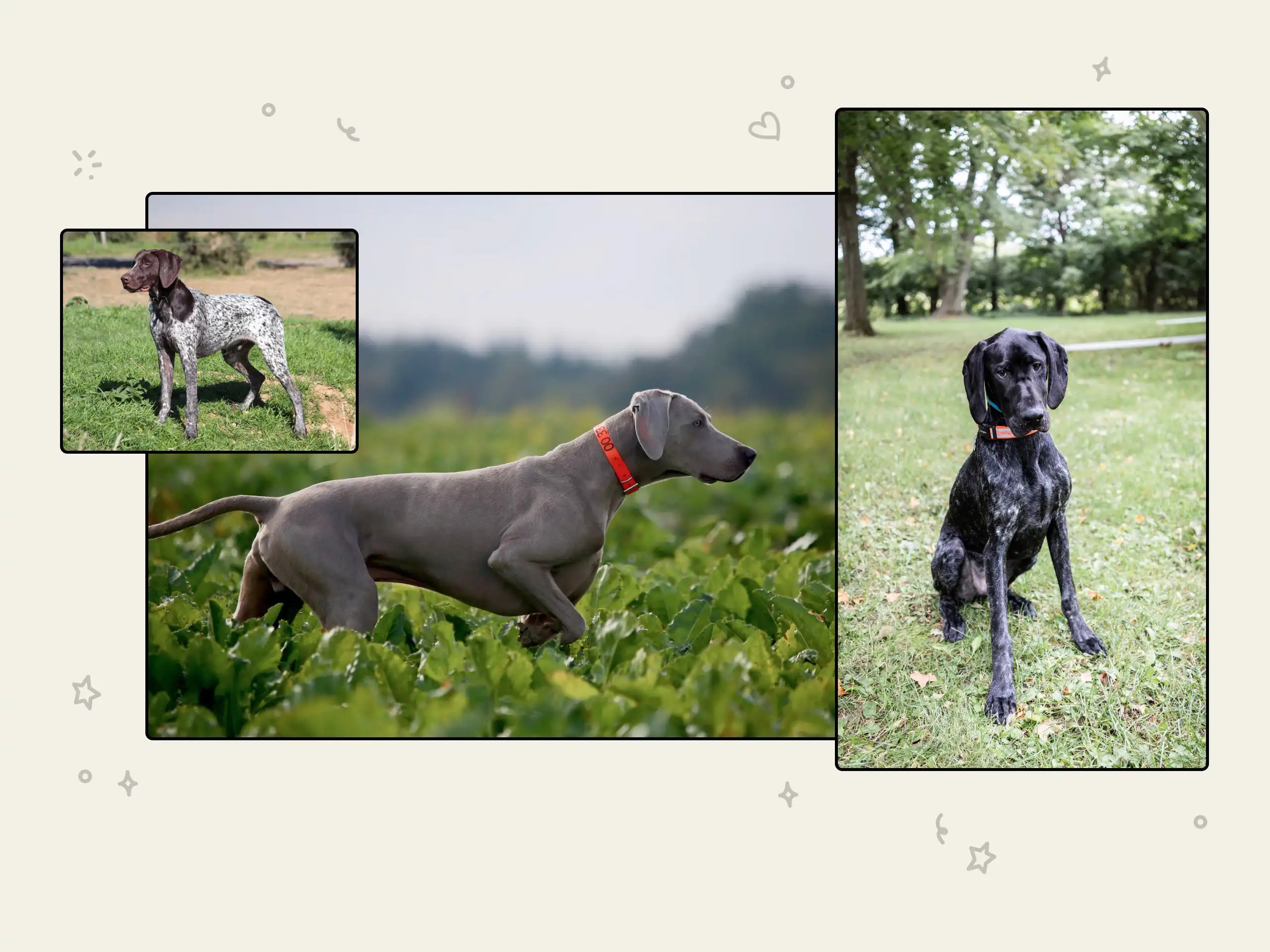 Pointer dog breed profile